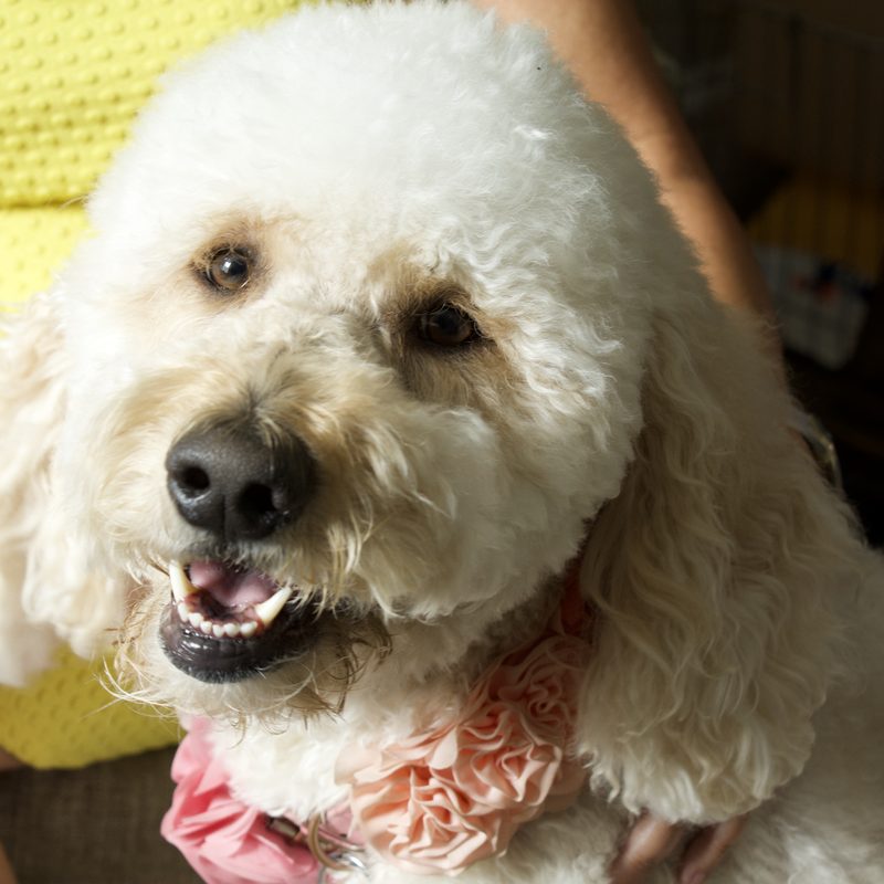 Nala Noel, Service and Support Dog